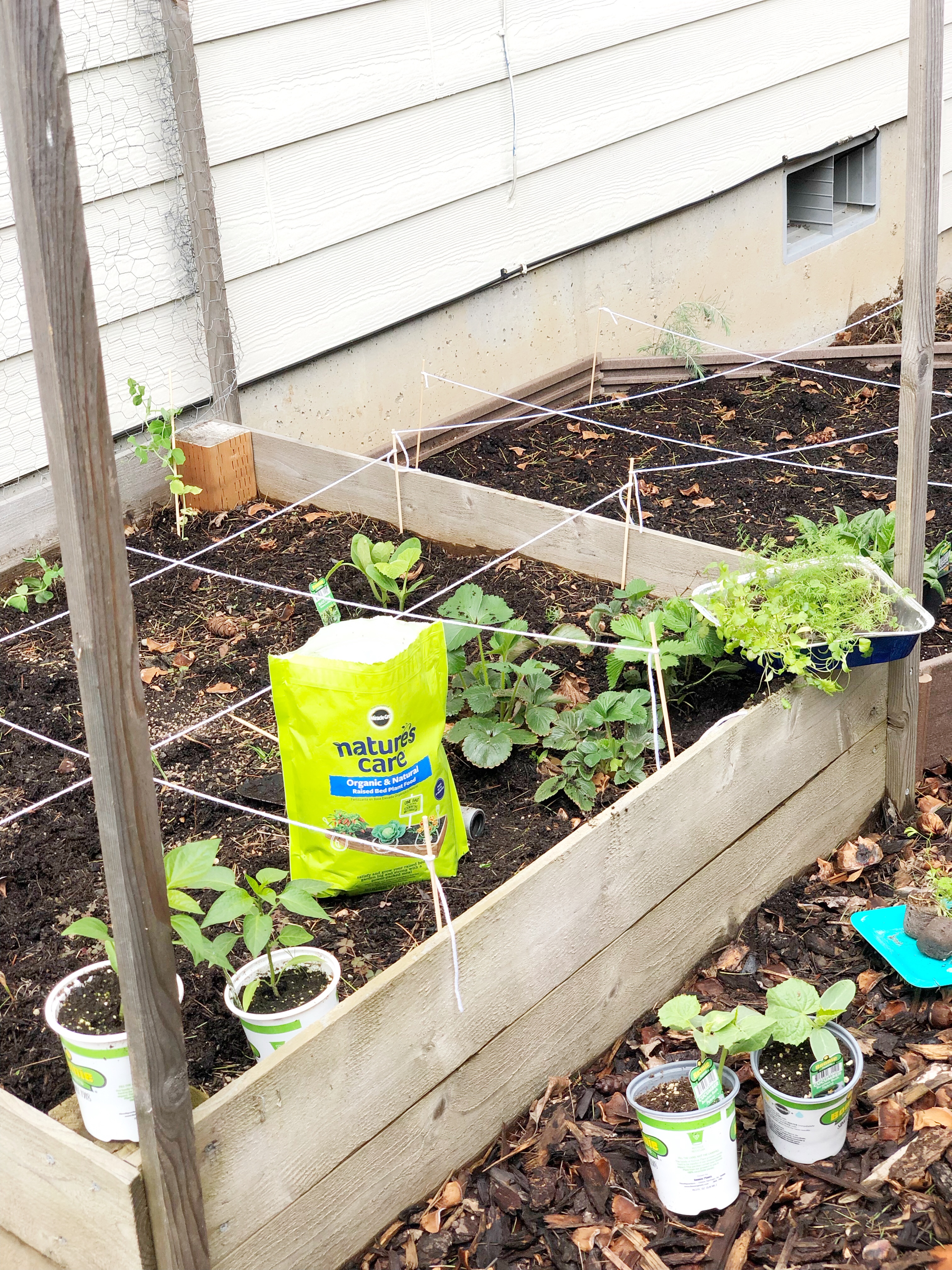 Gardening For Beginners